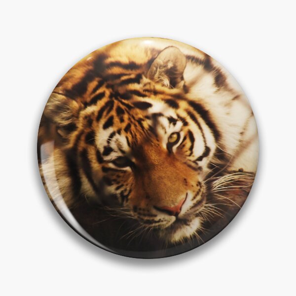 Item preview, Tiger in captivity designed and sold by TheFOL.