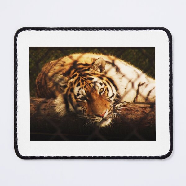Item preview, Tiger in captivity designed and sold by TheFOL.