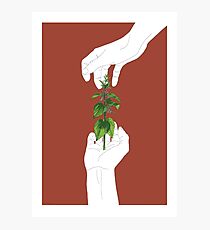 Nettle in burgundy Photographic Print
