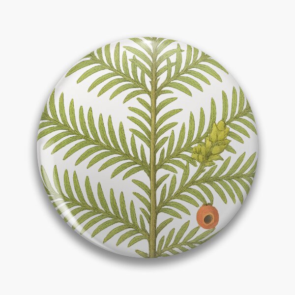 Artikelvorschau, Botanische Illustration der Europäischen Eibe entworfen und verkauft von ArtofBotany.
