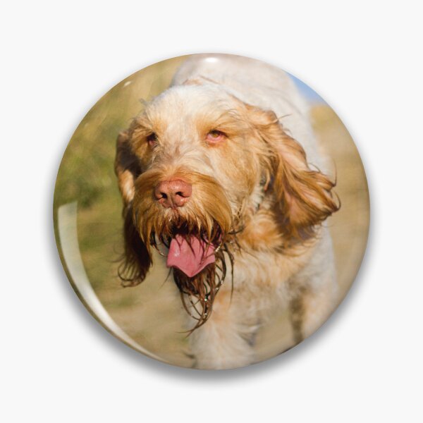 Item preview, Cute Spinone Wanderer by heidiannemorris © designed and sold by FOLK ART FUSION by heidiannemorris.