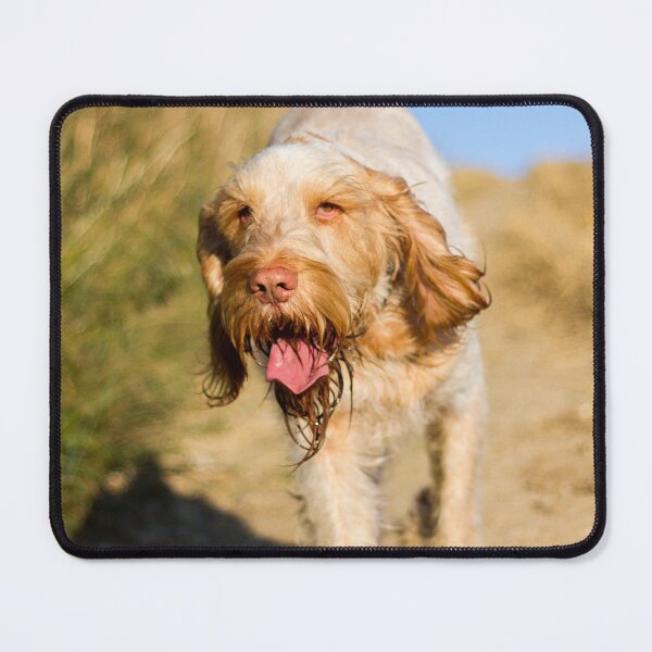 Item preview, Cute Spinone Wanderer by heidiannemorris © designed and sold by FOLK ART FUSION by heidiannemorris.