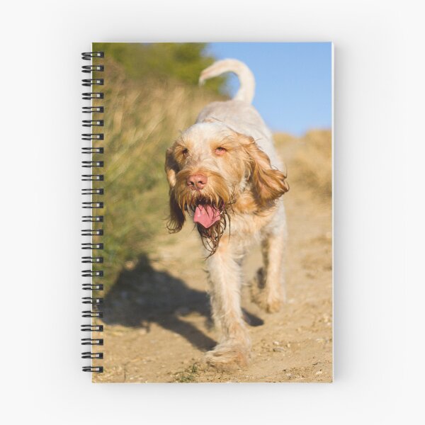 Item preview, Cute Spinone Wanderer by heidiannemorris © designed and sold by FOLK ART FUSION by heidiannemorris.