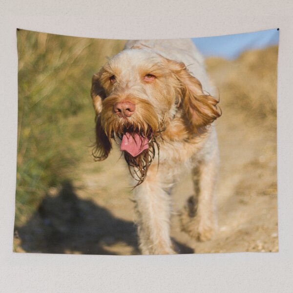 Item preview, Cute Spinone Wanderer by heidiannemorris © designed and sold by FOLK ART FUSION by heidiannemorris.
