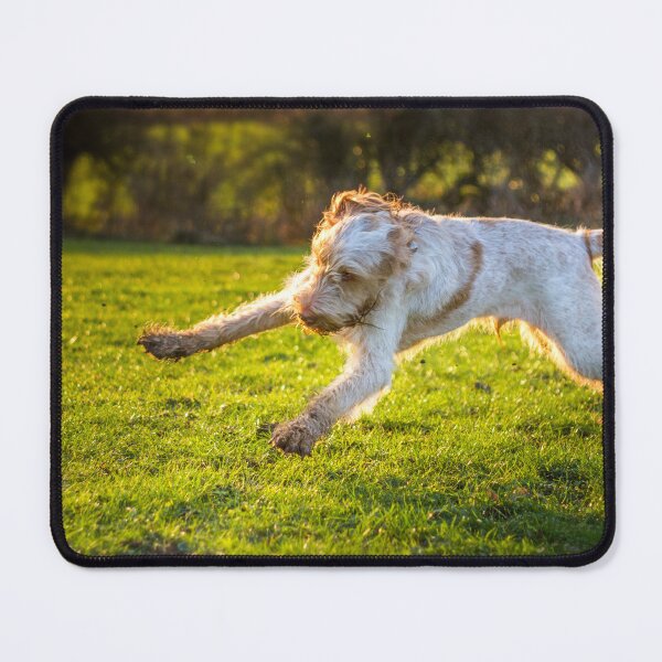 Item preview, Cute Spinone Playing by heidiannemorris © designed and sold by FOLK ART FUSION by heidiannemorris.
