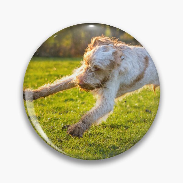 Item preview, Cute Spinone Playing by heidiannemorris © designed and sold by FOLK ART FUSION by heidiannemorris.