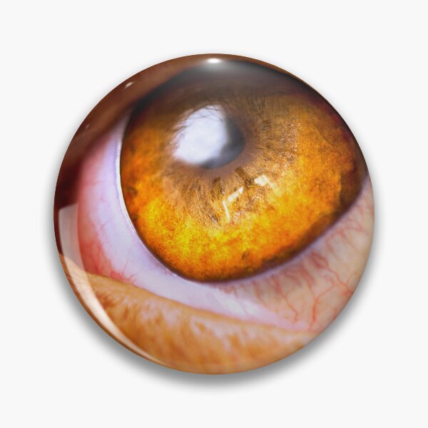 Item preview, Cute Spinone Golden Eye by heidiannemorris © designed and sold by FOLK ART FUSION by heidiannemorris.