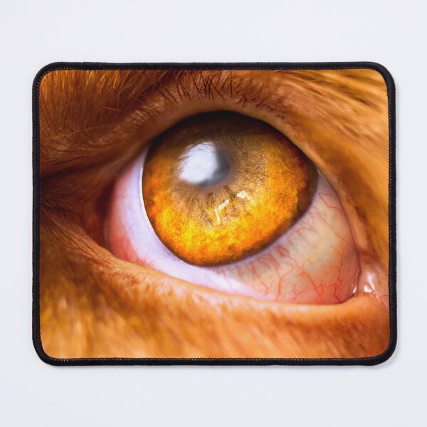 Item preview, Cute Spinone Golden Eye by heidiannemorris © designed and sold by FOLK ART FUSION by heidiannemorris.