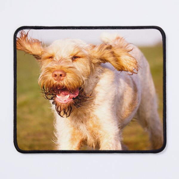 Item preview, Cute Spinone Running with Joy by heidiannemorris © designed and sold by FOLK ART FUSION by heidiannemorris.