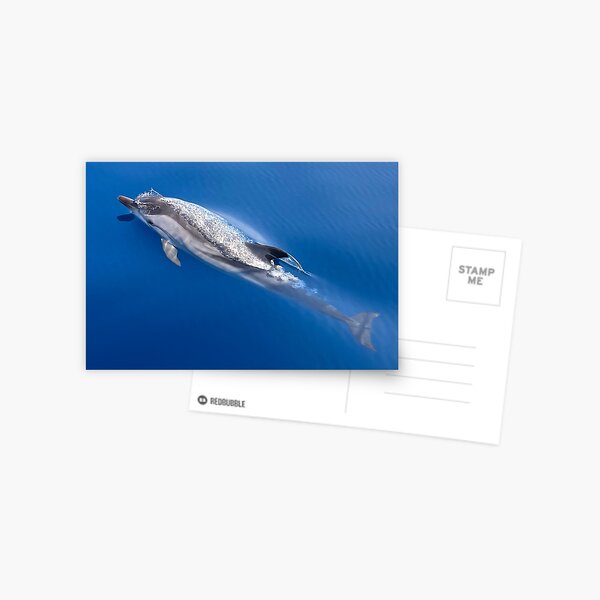 Playful Dolphin Skimming the Surface of Blue Water Postcard