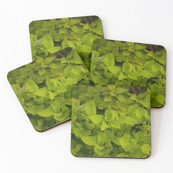Item preview, Basil designed and sold by Photoswithapple.