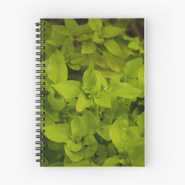 Item preview, Basil designed and sold by Photoswithapple.