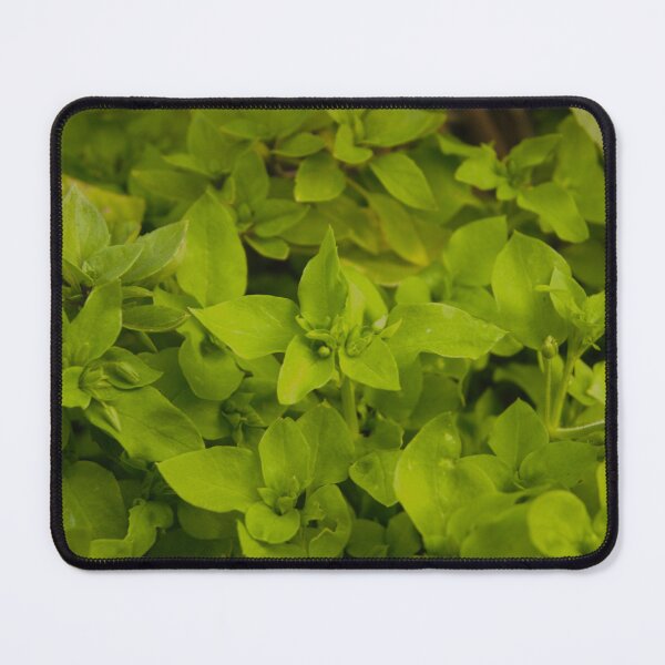 Item preview, Basil designed and sold by Photoswithapple.
