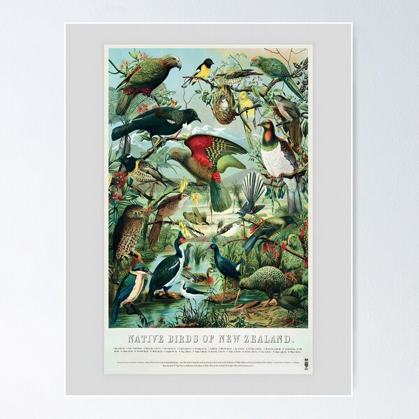 Item preview, Birds of New Zealand designed and sold by Ceremonials-.