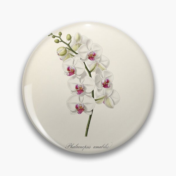 Item preview, Vintage Moth Orchid: Phalaenopsis Amabilis designed and sold by BloomandGrace.