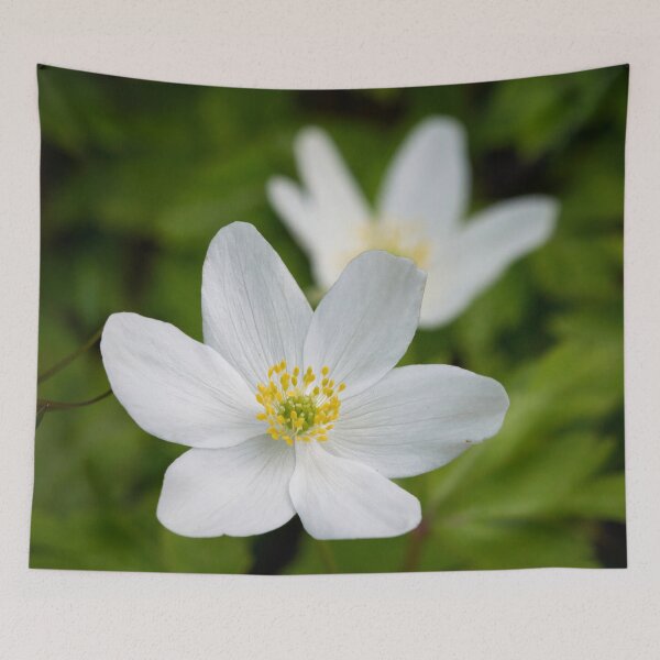 Item preview, 6 pedals. Wood anemone designed and sold by Jouko Lehto Photography.