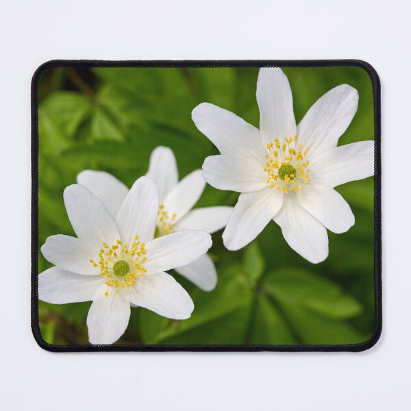 Item preview, 6 7 8 . Wood anemone designed and sold by Jouko Lehto Photography.