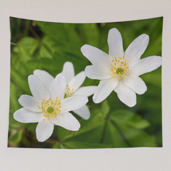 Item preview, 6 7 8 . Wood anemone designed and sold by Jouko Lehto Photography.