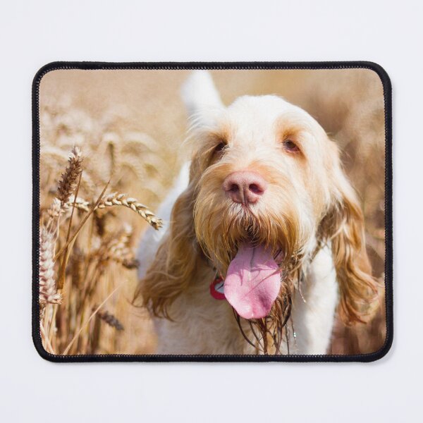 Item preview, Cute Spinone Summer Pant by heidiannemorris © designed and sold by FOLK ART FUSION by heidiannemorris.