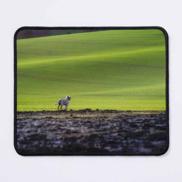 Item preview, Cute Spinone Alone in Nature by heidiannemorris © designed and sold by FOLK ART FUSION by heidiannemorris.