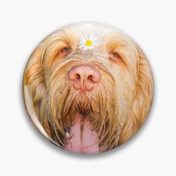 Item preview, Daisy loving Panting Spinone by heidiannemorris © designed and sold by FOLK ART FUSION by heidiannemorris.
