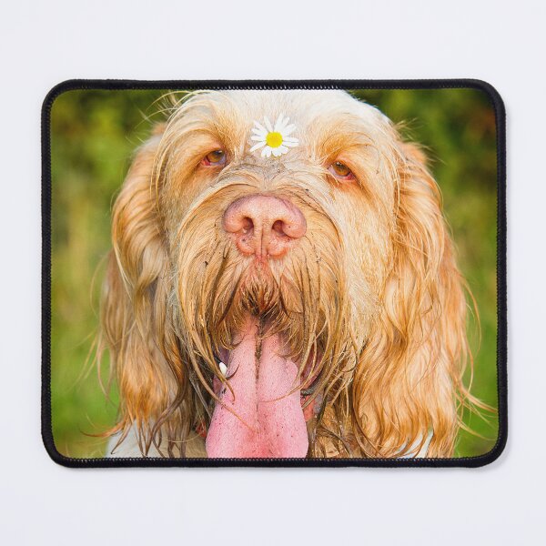 Item preview, Daisy loving Panting Spinone by heidiannemorris © designed and sold by FOLK ART FUSION by heidiannemorris.