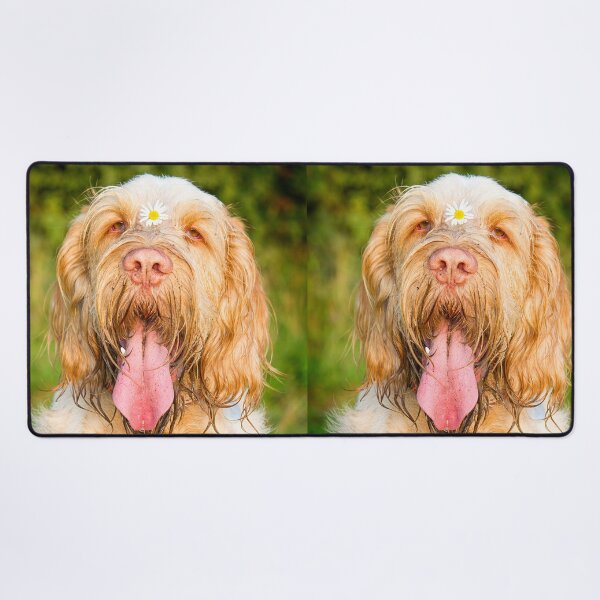 Item preview, Daisy loving Panting Spinone by heidiannemorris © designed and sold by FOLK ART FUSION by heidiannemorris.