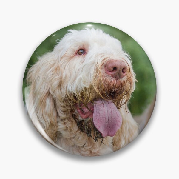 Item preview, Cute Spinone Pair Resting by heidiannemorris © designed and sold by FOLK ART FUSION by heidiannemorris.