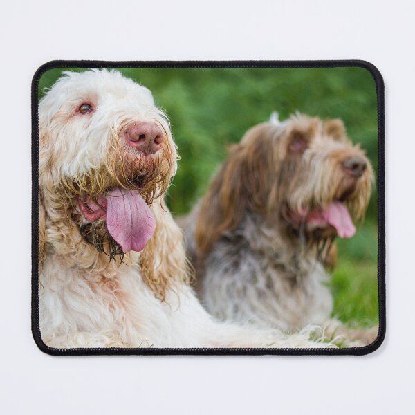 Item preview, Cute Spinone Pair Resting by heidiannemorris © designed and sold by FOLK ART FUSION by heidiannemorris.