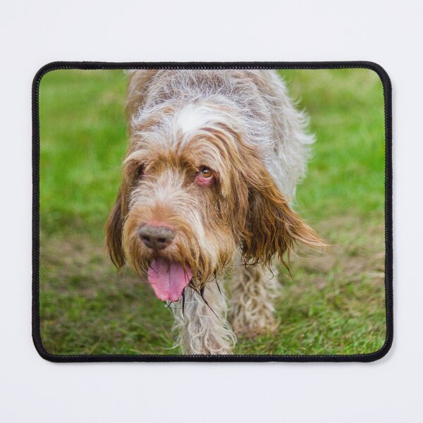 Item preview, Cute Gentle Brown Roan Spinone by heidiannemorris © designed and sold by FOLK ART FUSION by heidiannemorris.
