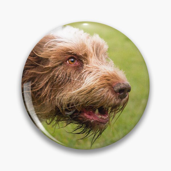Item preview, Cute Brown Roan Spinone Running by heidiannemorris © designed and sold by FOLK ART FUSION by heidiannemorris.