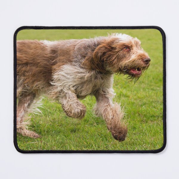 Item preview, Cute Brown Roan Spinone Running by heidiannemorris © designed and sold by FOLK ART FUSION by heidiannemorris.