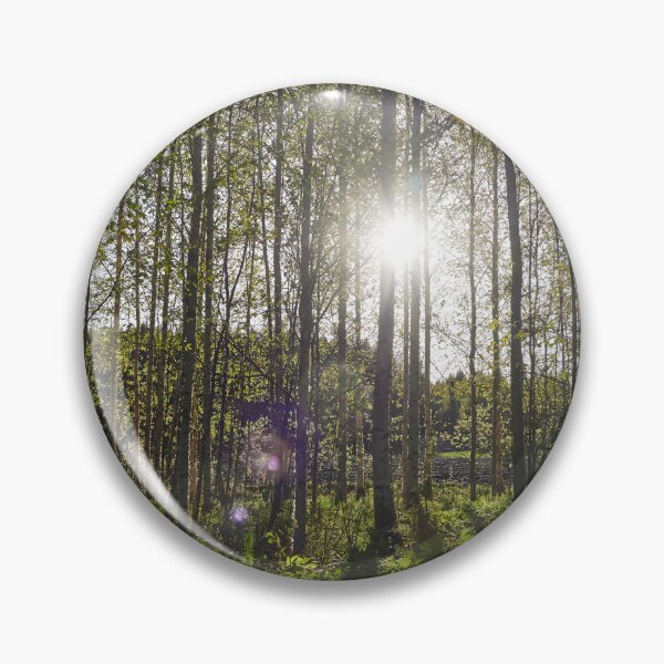 Item preview, Evening sun behind the spring birches designed and sold by Jouko Lehto Photography.