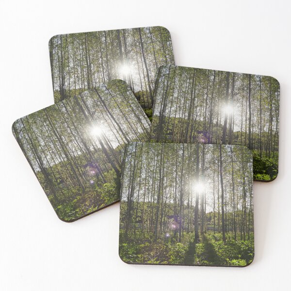 Item preview, Evening sun behind the spring birches designed and sold by Jouko Lehto Photography.