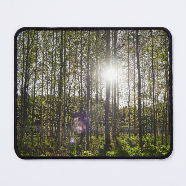 Item preview, Evening sun behind the spring birches designed and sold by Jouko Lehto Photography.