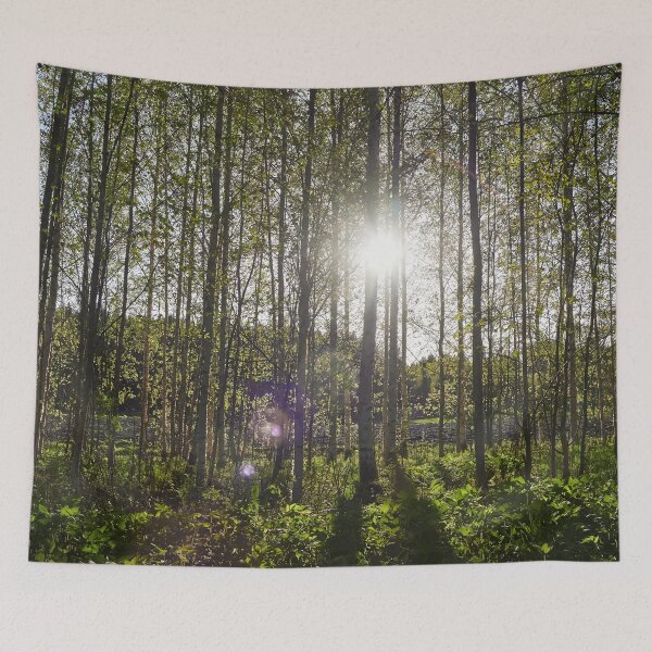 Item preview, Evening sun behind the spring birches designed and sold by Jouko Lehto Photography.