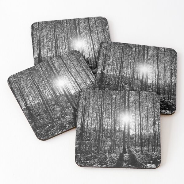 Item preview, Evening sun behind the spring birches bw designed and sold by Jouko Lehto Photography.