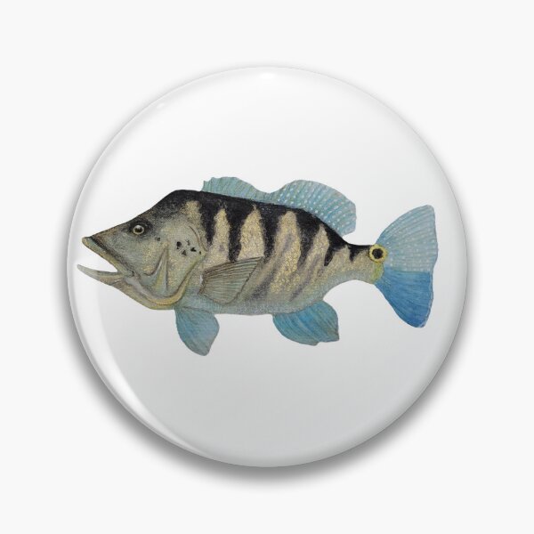 Item preview, Cichla paquiti fish watercolor designed and sold by cadin.darte.
