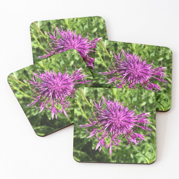 Item preview, Knapweed centaurea scabiosa designed and sold by boulderdasher.