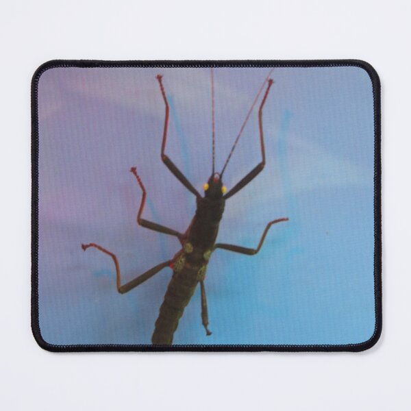 Item preview, Golden Eyed Stick Insect designed and sold by Sandra Willis.