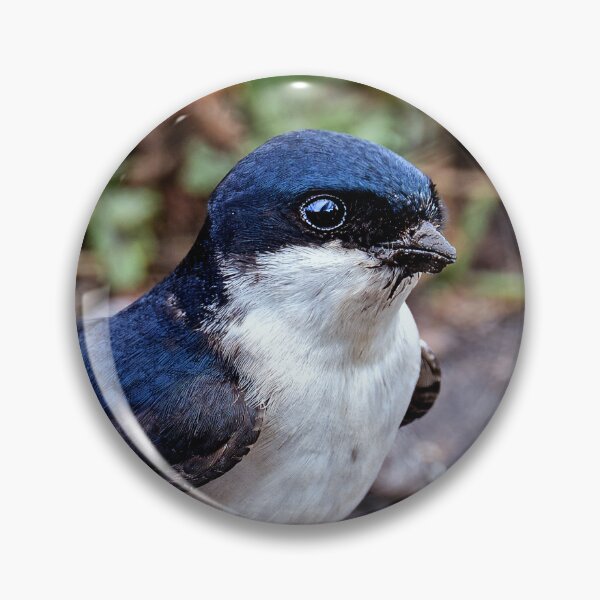 Item preview, House Martin Collecting Mud for Nest designed and sold by Tom McPherson Photography.