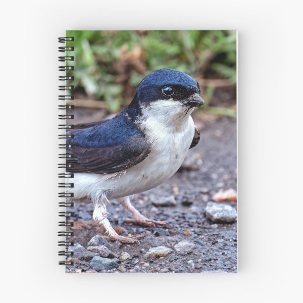 Item preview, House Martin Collecting Mud for Nest designed and sold by Tom McPherson Photography.