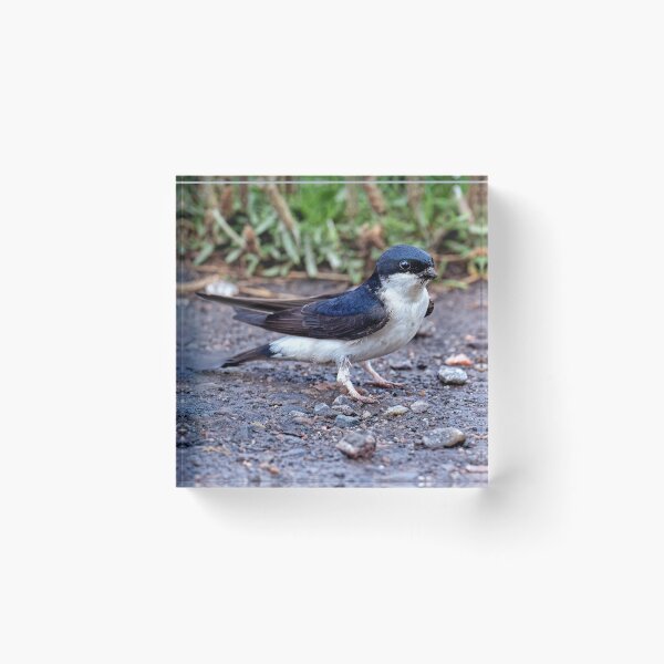 Item preview, House Martin Collecting Mud for Nest designed and sold by Tom McPherson Photography.