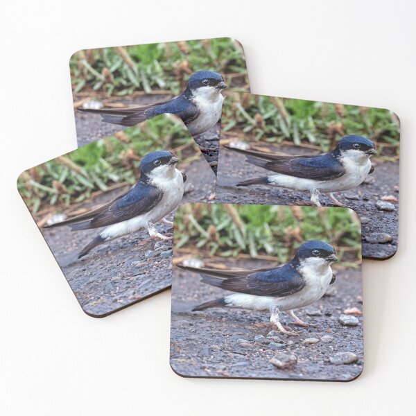 Item preview, House Martin Collecting Mud for Nest designed and sold by Tom McPherson Photography.