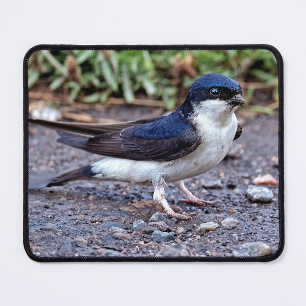 Item preview, House Martin Collecting Mud for Nest designed and sold by Tom McPherson Photography.