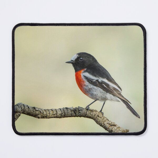 Item preview, Male Scarlet Robin designed and sold by Nick Vertsonis.