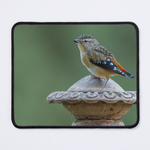 Item preview, Female Spotted Pardalote designed and sold by Nick Vertsonis.