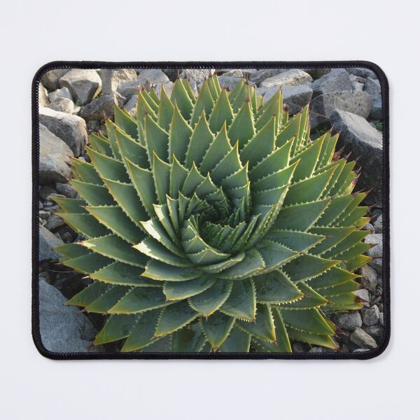 Item preview, Spiral Aloe designed and sold by LeoFio93.