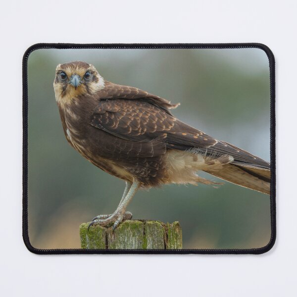 Item preview, Brown Falcon designed and sold by Nick Vertsonis.