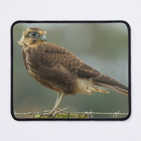 Item preview, Brown Falcon designed and sold by Nick Vertsonis.